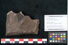 Foto (Objekt + Etikett) von Ficus tenuinervis Ettingshausen (NHMW-GEO-2024-0188-7985)